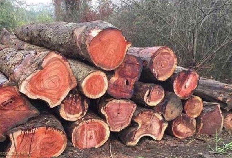 Gỗ Đinh Hương Là Gì? Giá, Cách Nhận Biết Từ Thợ 18 Năm