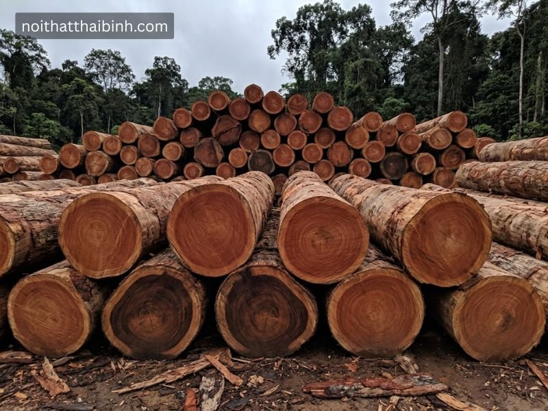Gỗ bên là gì? Đặc điểm, ứng dụng và kinh nghiệm chọn mua chuẩn thợ mộc