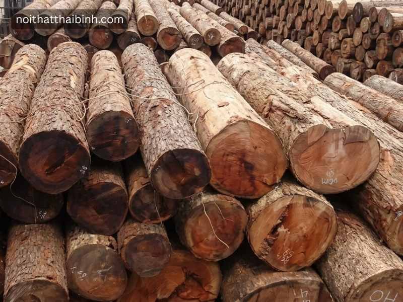 Gỗ Gõ Đỏ Là Gì Có Quý Không? Giải Đáp Chi Tiết Từ Thợ Mộc